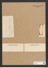 Diatomeae indet. Zeichnungen Sammlung Grunow Nr. 3558 (NHMW-BOT-W0371138)